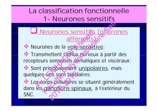 La classification fonctionnelle
1- Neurones sensitifs
 Neurones sensitifs (neurones
afférents)
 Neurones de la voie sensitive;
 Transmettent l’influx nerveux à partir des
récepteurs sensoriels somatiques et viscéraux;
 Sont principalement unipolaires, mais
quelques-uns sont bipolaires;
 Les corps cellulaires se situent généralement
dans les ganglions spinaux, à l’extérieur du
SNC.
 Neurones sensitifs (neurones
afférents)
 Neurones de la voie sensitive;
 Transmettent l’influx nerveux à partir des
récepteurs sensoriels somatiques et viscéraux;
 Sont principalement unipolaires, mais
quelques-uns sont bipolaires;
 Les corps cellulaires se situent généralement
dans les ganglions spinaux, à l’extérieur du
SNC.
PrLEM
H
AD
R
IAhm
ed
Faculté
Polydisciplinaire
Safi
2018-2019
 