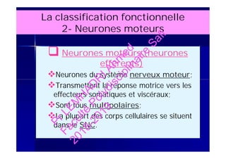  Neurones moteurs (neurones
efférents)
Neurones du système nerveux moteur;
Transmettent la réponse motrice vers les
effecteurs somatiques et viscéraux;
Sont tous multipolaires;
La plupart des corps cellulaires se situent
dans le SNC.
La classification fonctionnelle
2- Neurones moteurs
 Neurones moteurs (neurones
efférents)
Neurones du système nerveux moteur;
Transmettent la réponse motrice vers les
effecteurs somatiques et viscéraux;
Sont tous multipolaires;
La plupart des corps cellulaires se situent
dans le SNC.
PrLEM
H
AD
R
IAhm
ed
Faculté
Polydisciplinaire
Safi
2018-2019
 