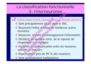  Interneurones (neurones d’association)
 Sont principalement situés dans le SNC;
 Reçoivent l’influx nerveux de nombreux autres
neurones;
 Reçoivent, traitent et emmagasinent l’information;
 Décident, en quelque sorte, de la réponse de
l’organisme aux stimulus;
 Facilitent la communication entre les neurones
sensitifs et moteurs;
 Représentent près de 99 % des neurones;
 Sont généralement multipolaires.
La classification fonctionnelle
3- Interneurones
 Interneurones (neurones d’association)
 Sont principalement situés dans le SNC;
 Reçoivent l’influx nerveux de nombreux autres
neurones;
 Reçoivent, traitent et emmagasinent l’information;
 Décident, en quelque sorte, de la réponse de
l’organisme aux stimulus;
 Facilitent la communication entre les neurones
sensitifs et moteurs;
 Représentent près de 99 % des neurones;
 Sont généralement multipolaires.
PrLEM
H
AD
R
IAhm
ed
Faculté
Polydisciplinaire
Safi
2018-2019
 