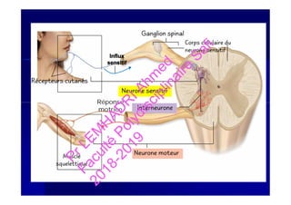 Influx
sensitif
Réponse
motrice
Corps cellulaire du
neurone sensitif
Ganglion spinal
Interneurone
Neurone sensitif
Récepteurs cutanés
Moelle épinière
Muscle
squelettique
Réponse
motrice Interneurone
Neurone moteur
PrLEM
H
AD
R
IAhm
ed
Faculté
Polydisciplinaire
Safi
2018-2019
 