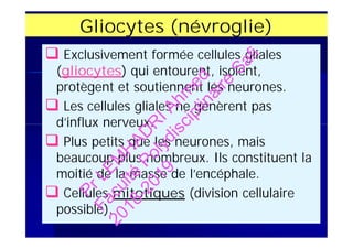Gliocytes (névroglie)
 Exclusivement formée cellules gliales
(gliocytes) qui entourent, isolent,
protègent et soutiennent les neurones.
 Les cellules gliales ne génèrent pas
d’influx nerveux.
 Plus petits que les neurones, mais
beaucoup plus nombreux. Ils constituent la
moitié de la masse de l’encéphale.
 Cellules mitotiques (division cellulaire
possible).
 Exclusivement formée cellules gliales
(gliocytes) qui entourent, isolent,
protègent et soutiennent les neurones.
 Les cellules gliales ne génèrent pas
d’influx nerveux.
 Plus petits que les neurones, mais
beaucoup plus nombreux. Ils constituent la
moitié de la masse de l’encéphale.
 Cellules mitotiques (division cellulaire
possible).
PrLEM
H
AD
R
IAhm
ed
Faculté
Polydisciplinaire
Safi
2018-2019
 