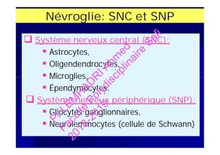Névroglie: SNC et SNP
 Système nerveux central (SNC):
 Astrocytes,
 Oligendendrocytes,
 Microglies,
 Épendymocytes.
 Système nerveux périphérique (SNP):
 Gliocytes ganglionnaires,
 Neurolemmocytes (cellule de Schwann)
 Système nerveux central (SNC):
 Astrocytes,
 Oligendendrocytes,
 Microglies,
 Épendymocytes.
 Système nerveux périphérique (SNP):
 Gliocytes ganglionnaires,
 Neurolemmocytes (cellule de Schwann)
PrLEM
H
AD
R
IAhm
ed
Faculté
Polydisciplinaire
Safi
2018-2019
 