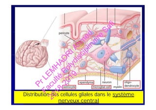 Distribution des cellules gliales dans le système
nerveux central
PrLEM
H
AD
R
IAhm
ed
Faculté
Polydisciplinaire
Safi
2018-2019
 