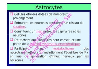 Astrocytes
 Cellules étoilées dotées de nombreux
prolongement.
 Entourent les neurones pour créer un réseau de
soutien.
 Constituent un lien entre les capillaires et les
neurones.
 S’attachent aux capillaires pour constituer une
partie de la barrière hémato-encéphalique.
 Participent au métabolisme des
neurotransmetteurs et maintiennent l’équilibre de K+
en vue de génération d’influx nerveux par les
neurones.
 Cellules étoilées dotées de nombreux
prolongement.
 Entourent les neurones pour créer un réseau de
soutien.
 Constituent un lien entre les capillaires et les
neurones.
 S’attachent aux capillaires pour constituer une
partie de la barrière hémato-encéphalique.
 Participent au métabolisme des
neurotransmetteurs et maintiennent l’équilibre de K+
en vue de génération d’influx nerveux par les
neurones.
PrLEM
H
AD
R
IAhm
ed
Faculté
Polydisciplinaire
Safi
2018-2019
 