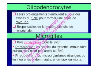 Oligodendrocytes
 Leurs prolongements s’enroulent autour des
axones du SNC pour former une gaine de
myéline.
 Responsables de la matière blanche de
l’encéphale.
MicrogliesMicroglies
 Rôle protecteur pour le SNC:
 Remplacent les cellules du système immunitaire
puisqu’elles n’ont pas accès au SNC.
 Phagocytent les microorganismes étrangers ou
les neurones endommagés, anormaux ou morts.
PrLEM
H
AD
R
IAhm
ed
Faculté
Polydisciplinaire
Safi
2018-2019
 