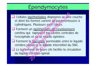Épendymocytes
 Cellules épithéliales disposées en une couche
et dont les formes varient de pavimenteuses à
cylindriques. Plusieurs sont ciliées.
 Forment un épithélium de revêtement
continu qui tapissent les cavités centrales de
l’encéphale et de la moelle épinière.
 Forment la barrière perméable entre le liquide
cérébro-spinal et le liquide interstitiel du SNC.
 Le battement de leurs cils facilite la circulation
du liquide cérébro-spinal.
 Cellules épithéliales disposées en une couche
et dont les formes varient de pavimenteuses à
cylindriques. Plusieurs sont ciliées.
 Forment un épithélium de revêtement
continu qui tapissent les cavités centrales de
l’encéphale et de la moelle épinière.
 Forment la barrière perméable entre le liquide
cérébro-spinal et le liquide interstitiel du SNC.
 Le battement de leurs cils facilite la circulation
du liquide cérébro-spinal.
PrLEM
H
AD
R
IAhm
ed
Faculté
Polydisciplinaire
Safi
2018-2019
 