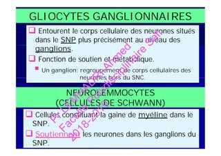 GLIOCYTES GANGLIONNAIRES
 Entourent le corps cellulaire des neurones situés
dans le SNP plus précisément au niveau des
ganglions.
 Fonction de soutien et métabolique.
 Un ganglion: regroupement de corps cellulaires des
neurones hors du SNC.
 Entourent le corps cellulaire des neurones situés
dans le SNP plus précisément au niveau des
ganglions.
 Fonction de soutien et métabolique.
 Un ganglion: regroupement de corps cellulaires des
neurones hors du SNC.
NEUROLEMMOCYTES
(CELLULES DE SCHWANN)
 Cellules constituant la gaine de myéline dans le
SNP.
 Soutiennent les neurones dans les ganglions du
SNP.
PrLEM
H
AD
R
IAhm
ed
Faculté
Polydisciplinaire
Safi
2018-2019
 