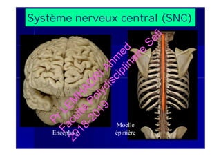 Système nerveux central (SNC)
Encéphale
Moelle
épinière
Reproduction autorisée © 2014 TC Média Livres Inc.
PrLEM
H
AD
R
IAhm
ed
Faculté
Polydisciplinaire
Safi
2018-2019
 