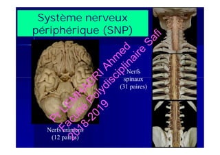 Nerfs
spinaux
(31 paires)
Système nerveux
périphérique (SNP)
Nerfs crâniens
(12 paires)
Nerfs
spinaux
(31 paires)
Reproduction autorisée © 2014 TC Média Livres Inc.
PrLEM
H
AD
R
IAhm
ed
Faculté
Polydisciplinaire
Safi
2018-2019
 