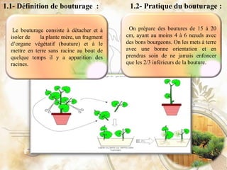 1.2- Pratique du bouturage :
Le bouturage consiste à détacher et à
isoler de la plante mère, un fragment
d’organe végétatif (bouture) et à le
mettre en terre sans racine au bout de
quelque temps il y a apparition des
racines.
On prépare des boutures de 15 à 20
cm, ayant au moins 4 à 6 nœuds avec
des bons bourgeons. On les mets à terre
avec une bonne orientation et en
prendras soin de ne jamais enfoncer
que les 2/3 inférieurs de la bouture.
 