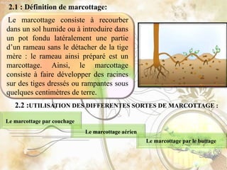 2.1 : Définition de marcottage:
2.2 :UTILISATION DES DIFFERENTES SORTES DE MARCOTTAGE :
Le marcottage consiste à recourber
dans un sol humide ou à introduire dans
un pot fondu latéralement une partie
d’un rameau sans le détacher de la tige
mère : le rameau ainsi préparé est un
marcottage. Ainsi, le marcottage
consiste à faire développer des racines
sur des tiges dressés ou rampantes sous
quelques centimètres de terre.
Le marcottage par couchage
Le marcottage aérien
Le marcottage par le buttage
 