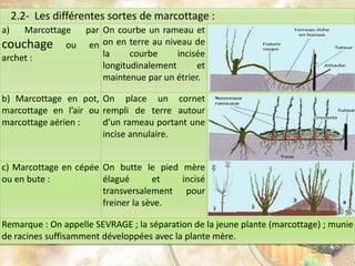 2.2- Les différentes sortes de marcottage :
a) Marcottage par
couchage ou en
archet :
On courbe un rameau et
on en terre au niveau de
la courbe incisée
longitudinalement et
maintenue par un étrier.
b) Marcottage en pot,
marcottage en l’air ou
marcottage aérien :
On place un cornet
rempli de terre autour
d’un rameau portant une
incise annulaire.
c) Marcottage en cépée
ou en bute :
On butte le pied mère
élagué et incisé
transversalement pour
freiner la sève.
Remarque : On appelle SEVRAGE ; la séparation de la jeune plante (marcottage) ; munie
de racines suffisamment développées avec la plante mère.
 