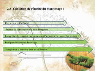2.3- Condition de réussite du marcottage :
Transplanter la marcotte dans un sol humide.
Immobiliser le rameau à marcotter avant l’apparition de nouvelles pousses
Pratiquer délicatement le sevrage.
- Prendre de rameau avec des bons bourgeons
Une présence d’humidité
 