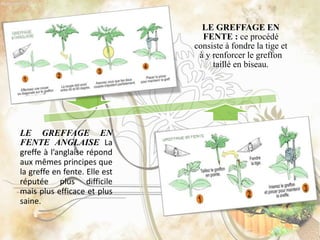 LE GREFFAGE EN
FENTE : ce procédé
consiste à fondre la tige et
à y renforcer le greffon
taillé en biseau.
LE GREFFAGE EN
FENTE ANGLAISE La
greffe à l’anglaise répond
aux mêmes principes que
la greffe en fente. Elle est
réputée plus difficile
mais plus efficace et plus
saine.
 