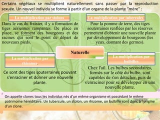 Dans le cas du fraisier, il y a formation de
tiges aériennes rampantes. De place en
place, se forment des bourgeons et des
racines qui sont le point de départ de
nouveaux pieds.
Pour la pomme de terre, des tiges
souterraines renflées par les réserves
permettent d'obtenir une nouvelle plante
par développement de bourgeons (les
yeux, donnant des germes).
Ce sont des tiges souterraines pouvant
s'enraciner et donner une nouvelle
plante.
Chez l'ail. Les bulbes secondaires,
formés sur le côté du bulbe, sont
capables de s'en détacher, puis de
s'enraciner pour se développer en une
nouvelle plante.
Naturelle
La multiplication par stolons La multiplication par tubercules
La multiplication par
rhizomes.
La multiplication par
bulbilles
Certains végétaux se multiplient naturellement sans passer par la reproduction
sexuée. Un nouvel individu se forme à partir d'un organe de la plante "mère" :
On appelle clones tous les individus nés d'un même organisme et possédant le même
patrimoine héréditaire. Un tubercule, un stolon, un rhizome, un bulbille sont donc à l'origine
d'un clone.
 