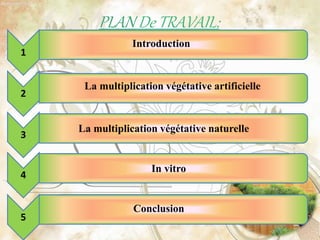 PLAN De TRAVAIL:
1
2
3
4
5
Conclusion
Introduction
La multiplication végétative artificielle
La multiplication végétative naturelle
In vitro
 