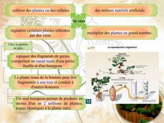 cultiver des plantes ou des cellules
multiplier des plantes en grand nombre.
régénérer certaines plantes infectées
par des virus
des milieux nutritifs artificiels
In vitro
repiquer des fragments de germe
comportant un nœud muni d'une petite
feuille et d'un bourgeon.
Un seul bourgeon permet de produire en
moins d'un an 2 millions de plantes,
toutes identiques à la plante mère.
La plante issue de la bouture peut être
fragmentée à son tour et conduit à
d'autres boutures.
Chez la pomme
de terre
 
