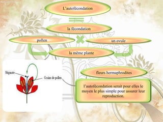 L’autofécondation
la fécondation
un ovule
fleurs hermaphrodites
pollen
la même plante
l’autofécondation serait pour elles le
moyen le plus simple pour assurer leur
reproduction.
 