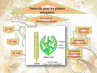 Naturelle pour les plantes
autogames
Un mode de
reproduction habituel
Le blé
Le pois
L'orge
Leur fleurs
bisexuées
La maturité
des gamètes
est simultanée.
Des organes
mâles et femelles
 