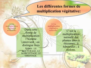 Les différentes formes de
multiplication végétative:
C’est la
multiplication
normale des
plantes dites à
rhizomes ; à
tubercules ; à
stolons.
2- La
multiplication
végétative
naturelle :Dans cette
forme de
multiplication
l’homme
intervient ; on
distingue trois
types : LE
BOUTURAGE, LE
MARCOTTAGE, LE
GREFFAGE.
1- La
multiplication
végétative
artificielle:
 