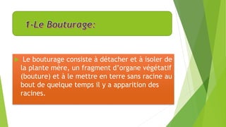  Le bouturage consiste à détacher et à isoler de
la plante mère, un fragment d’organe végétatif
(bouture) et à le mettre en terre sans racine au
bout de quelque temps il y a apparition des
racines.
 