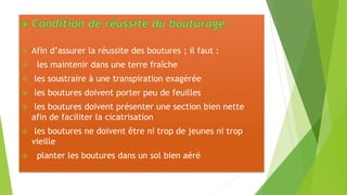  Afin d’assurer la réussite des boutures ; il faut :
 les maintenir dans une terre fraîche
 les soustraire à une transpiration exagérée
 les boutures doivent porter peu de feuilles
 les boutures doivent présenter une section bien nette
afin de faciliter la cicatrisation
 les boutures ne doivent être ni trop de jeunes ni trop
vieille
 planter les boutures dans un sol bien aéré
 