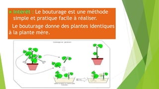 Le bouturage est une méthode
simple et pratique facile à réaliser.
Le bouturage donne des plantes identiques
à la plante mère.
 