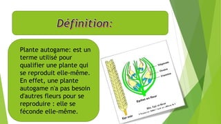  Plante autogame: est un
terme utilisé pour
qualifier une plante qui
se reproduit elle-même.
En effet, une plante
autogame n'a pas besoin
d'autres fleurs pour se
reproduire : elle se
féconde elle-même.
 