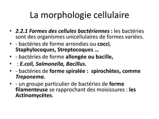 La morphologie cellulaire
• 2.2.1 Formes des cellules bactériennes : les bactéries
sont des organismes unicellulaires de formes variées.
• - bactéries de forme arrondies ou cocci,
Staphylocoques, Streptocoques …
• - bactéries de forme allongée ou bacille,
• : E.coli, Salmonella, Bacillus.
• - bactéries de forme spiralée : spirochètes, comme
Treponema.
• - un groupe particulier de bactéries de forme
filamenteuse se rapprochant des moisissures : les
Actinomycètes.
 