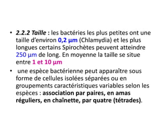 • 2.2.2 Taille : les bactéries les plus petites ont une
taille d’environ 0,2 μm (Chlamydia) et les plus
longues certains Spirochètes peuvent atteindre
250 μm de long. En moyenne la taille se situe
entre 1 et 10 μm
• une espèce bactérienne peut apparaître sous
forme de cellules isolées séparées ou en
groupements caractéristiques variables selon les
espèces : association par paires, en amas
réguliers, en chaînette, par quatre (tétrades).
 