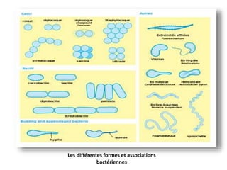 Les différentes formes et associations
bactériennes
 