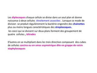 Les diplocoques chaque cellule se divise dans un seul plan et donne
naissance à deux cellules étroitement associées . Lorsque ce mode de
division se produit régulièrement la bactérie engendre des chainettes
plus ou moins longues caractéristiques des streptocoques.
les cocci qui se divisent sur deux plans forment des groupement de
quatre cellules , tétrades
D’autres en se multipliant dans les trois direction composant des cubes
de cellules sarcina ou en amas asymetrique dite en grappe de raisin
staphylocoques
 