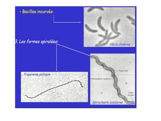Chapitre 1Microbiologie générale.