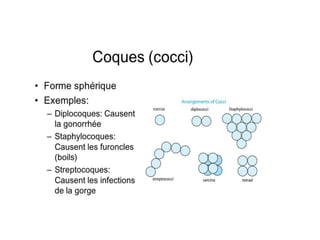 Chapitre 1Microbiologie générale.