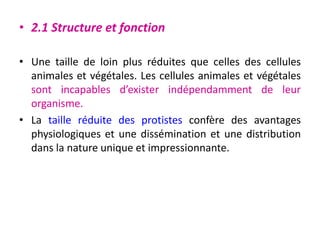 • 2.1 Structure et fonction
• Une taille de loin plus réduites que celles des cellules
animales et végétales. Les cellules animales et végétales
sont incapables d’exister indépendamment de leur
organisme.
• La taille réduite des protistes confère des avantages
physiologiques et une dissémination et une distribution
dans la nature unique et impressionnante.
 
