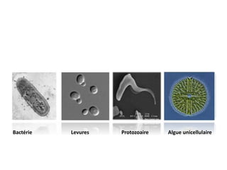 Bactérie Levures Protozoaire Algue unicellulaire
 