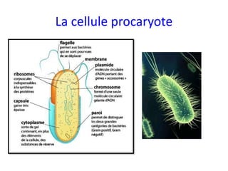 La cellule procaryote
 