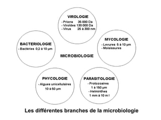 Les différentes branches de la microbiologie
 