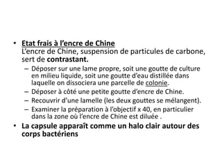 • Etat frais à l’encre de Chine
L’encre de Chine, suspension de particules de carbone,
sert de contrastant.
– Déposer sur une lame propre, soit une goutte de culture
en milieu liquide, soit une goutte d’eau distillée dans
laquelle on dissociera une parcelle de colonie.
– Déposer à côté une petite goutte d’encre de Chine.
– Recouvrir d’une lamelle (les deux gouttes se mélangent).
– Examiner la préparation à l’objectif x 40, en particulier
dans la zone où l’encre de Chine est diluée .
• La capsule apparaît comme un halo clair autour des
corps bactériens
 