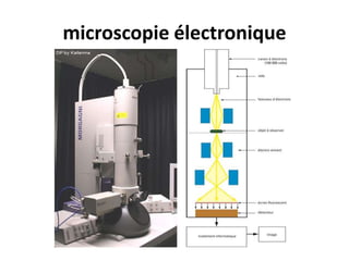 microscopie électronique
 