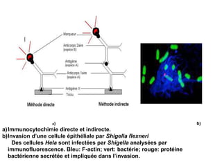 a) b)
a)Immunocytochimie directe et indirecte.
b)Invasion d’une cellule épithéliale par Shigella flexneri
Des cellules Hela sont infectées par Shigella analysées par
immunofluorescence. Bleu: F-actin; vert: bactérie; rouge: protéine
bactérienne secrétée et impliquée dans l’invasion.
 