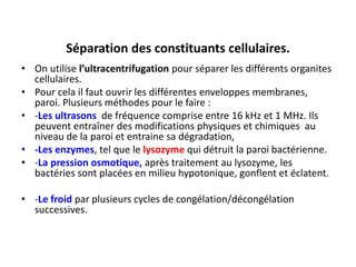 Séparation des constituants cellulaires.
• On utilise l’ultracentrifugation pour séparer les différents organites
cellulaires.
• Pour cela il faut ouvrir les différentes enveloppes membranes,
paroi. Plusieurs méthodes pour le faire :
• -Les ultrasons de fréquence comprise entre 16 kHz et 1 MHz. Ils
peuvent entraîner des modifications physiques et chimiques au
niveau de la paroi et entraine sa dégradation,
• -Les enzymes, tel que le lysozyme qui détruit la paroi bactérienne.
• -La pression osmotique, après traitement au lysozyme, les
bactéries sont placées en milieu hypotonique, gonflent et éclatent.
• -Le froid par plusieurs cycles de congélation/décongélation
successives.
 