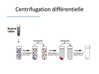 Centrifugation différentielle
 