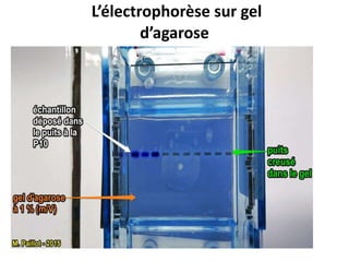 L’électrophorèse sur gel
d’agarose
•
 