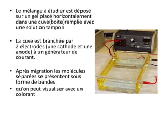 • Le mélange à étudier est déposé
sur un gel placé horizontalement
dans une cuve(boite)remplie avec
une solution tampon
• La cuve est branchée par
2 électrodes (une cathode et une
anode) à un générateur de
courant.
• Après migration les molécules
séparées se présentent sous
forme de bandes
• qu’on peut visualiser avec un
colorant
 