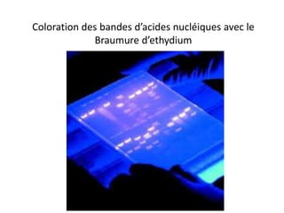 Coloration des bandes d’acides nucléiques avec le
Braumure d’ethydium
 