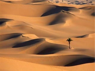 Transport: Les toutes petites

particles vont être déplacées par
SUSPENSIÓN. Les moyens par
SALTATION, et le plus gros par
REPTATION

 