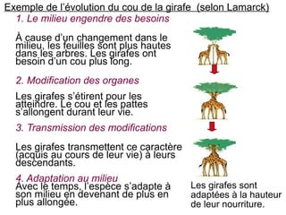 Exemple de l’évolution du cou de la girafe (selon Lamarck)
1. Le milieu engendre des besoins
À cause d’un changement dans le
milieu, les feuilles sont plus hautes
dans les arbres. Les girafes ont
besoin d’un cou plus long.
2. Modification des organes
Les girafes s’étirent pour les
atteindre. Le cou et les pattes
s’allongent durant leur vie.
3. Transmission des modifications
Les girafes transmettent ce caractère
(acquis au cours de leur vie) à leurs
descendants.
4. Adaptation au milieu
Avec le temps, l’espèce s’adapte à
son milieu en devenant de plus en
plus allongée.

Les girafes sont
adaptées à la hauteur
de leur nourriture.

 