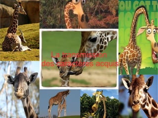 La transmission
des caractères acquis

 