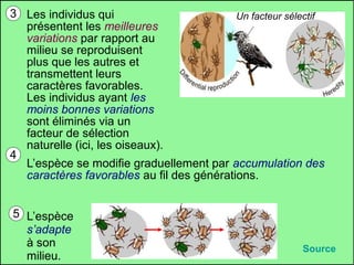 3 Les individus qui
Un facteur sélectif
présentent les meilleures
variations par rapport au
milieu se reproduisent
plus que les autres et
transmettent leurs
caractères favorables.
Les individus ayant les
moins bonnes variations
sont éliminés via un
facteur de sélection
naturelle (ici, les oiseaux).
4
L’espèce se modifie graduellement par accumulation des
caractères favorables au fil des générations.
5 L’espèce
s’adapte
à son
milieu.

Source

 